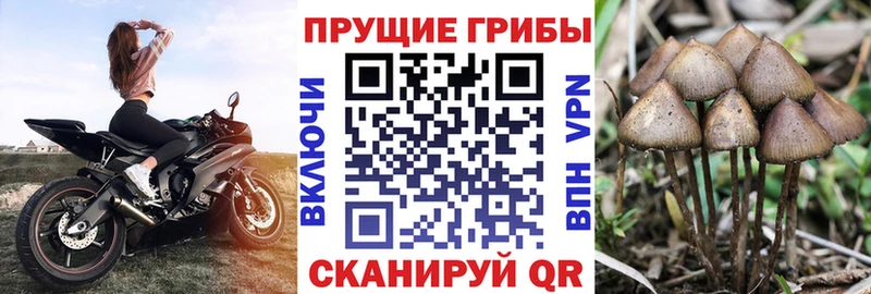 MEGA зеркало  Симферополь  Галлюциногенные грибы Psilocybine cubensis  как найти  